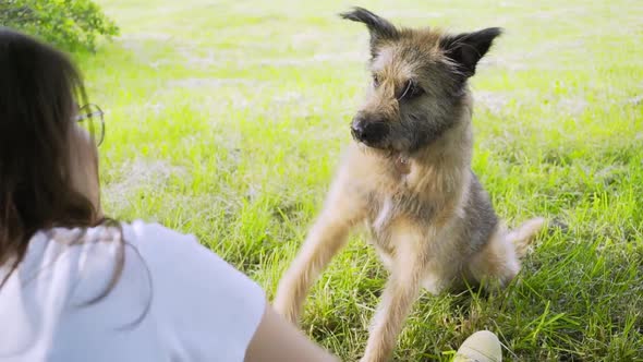 Positive Woman Teaches Cute Dog To Give Five on Green Field