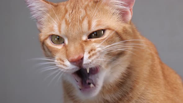 Ginger Cat Licks Muzzle Closeup