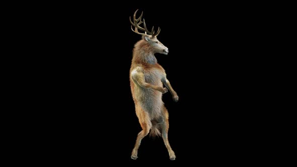 59 Deer Dancing HD alt