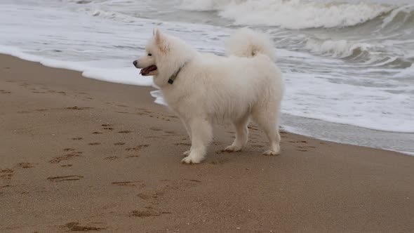 A white big dog is walking along the sandy shore near the ocean. Dog on the beach.