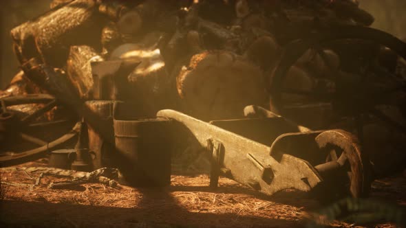 Preparation of Firewood for the Winter in Forest at Sunset alt