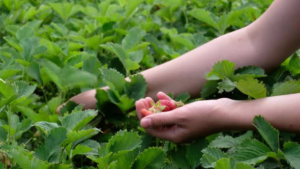 Organic Strawberry Picking from the Garden