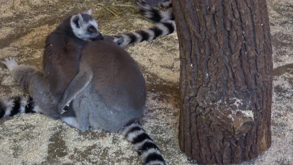 Two ring tailed lemurs (Lemur catta)