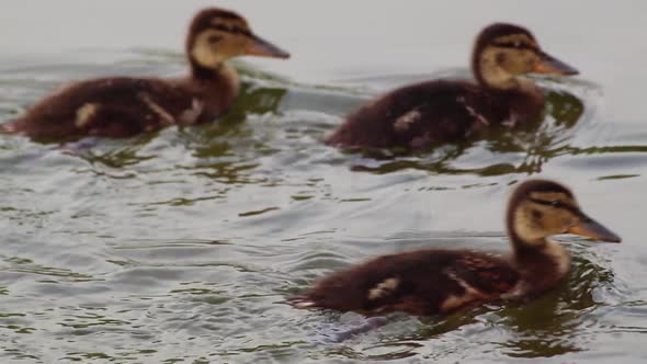 Dappled brown cute duck chicks swimming close-up