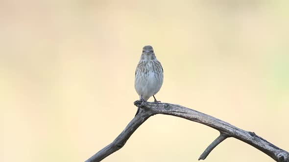 Common linnet, Linaria cannabina. A bird sits on a branch against a beautiful gold background