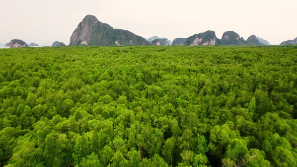 Fly over dense wetland forest, mountain islands in background. Phang Nga, Thailand alt