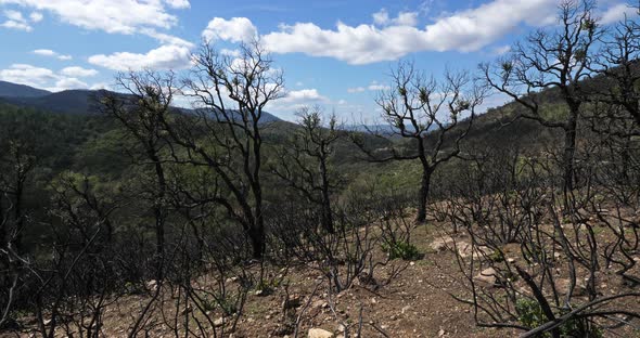 Burned forest, Massif des Maures, Provence, France alt