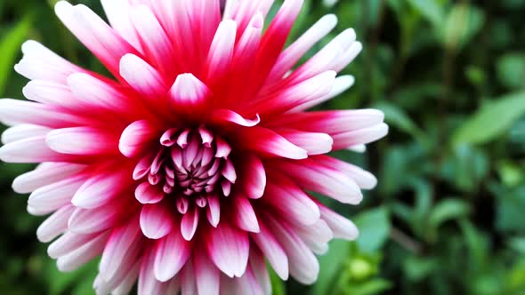 Red White Chrysanthemum 