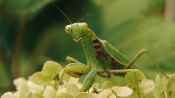 A large green mantis sits on a flower. He looks into the camera and moves his whiskers alt