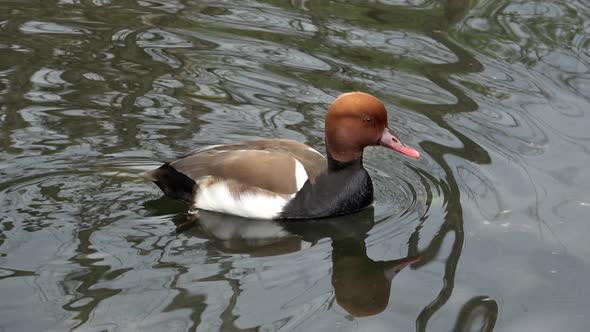 Swimming red-crested pochard (Netta rufina)