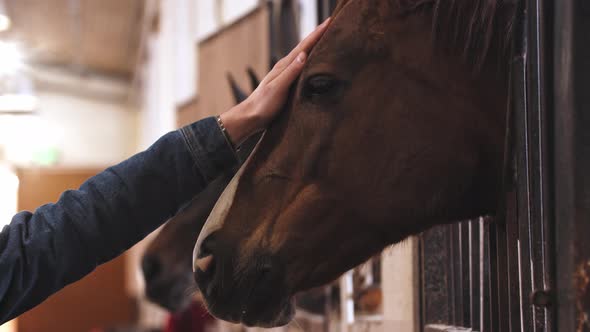 Woman Strokes Brown Horse on the Muzzle alt