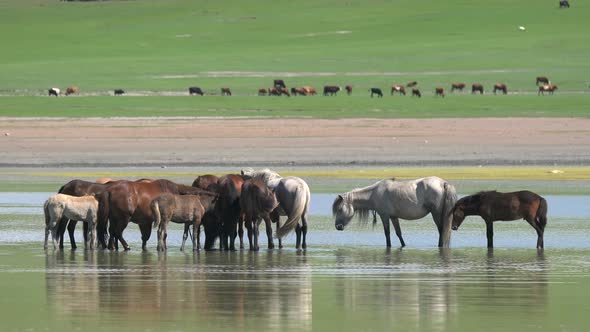 Free Herd of Wild Horses in Natural Lake Water alt