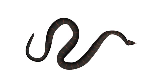 Cobra Snake 3D Looped Alpha Channel Included