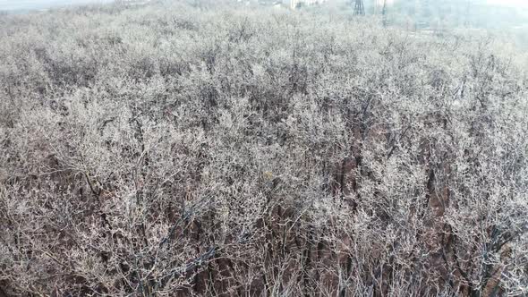 Aerial winter forest view, Aerial view of tree forest with snow alt