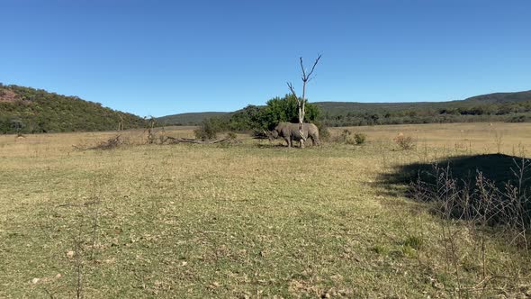 Lonely white rhino roaming in savannah in South Africa wilderness. Sunny day safari alt