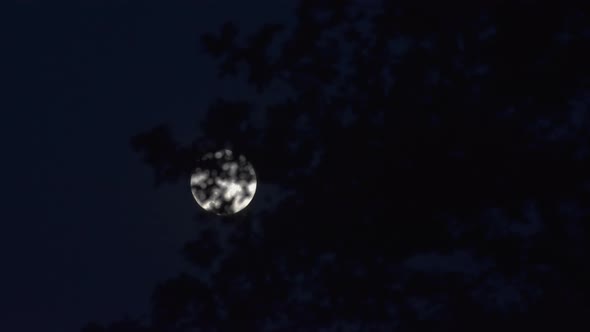 Full moon through tree leaves, 4k Timelapse