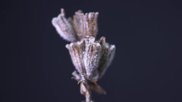 Dried Lavender Flowers With Raindrops Falling In Blue Background. - Close Up Shot alt