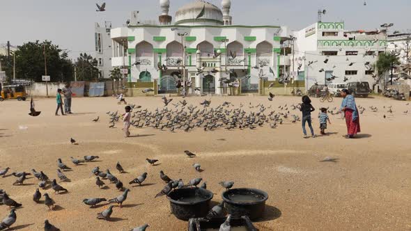 View of people feeding rock pigeons on street alt
