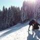 Women Playing with Cute Dog at Mountain on a Sunny Winter Day with Snowy Pine Trees,Outdoors, Nature - VideoHive Item for Sale