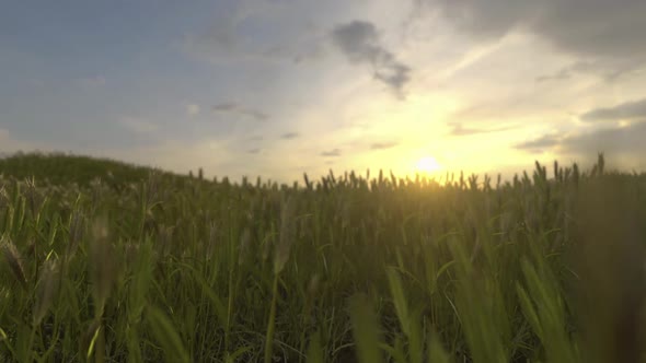 Time Lapse Barley Field