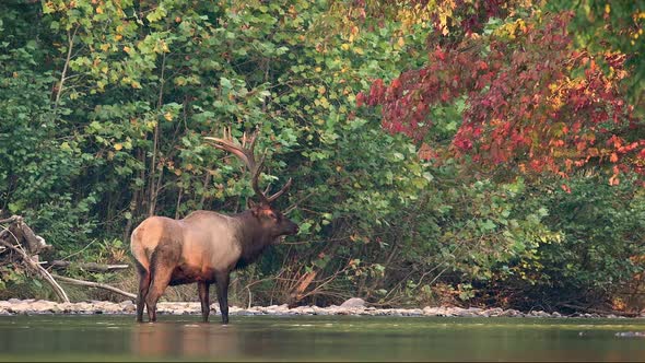 Bull Elk Video Clip in Autumn 