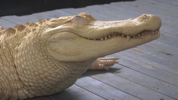 Albino Alligator Close Portrait