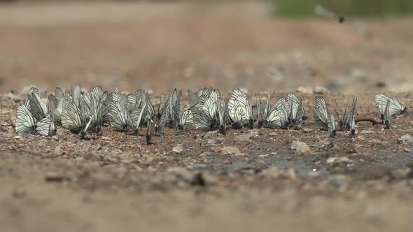 Large Flock of Aporia Crataegi Butterflies and Black-Veined White Butterfly on Ground Surface alt