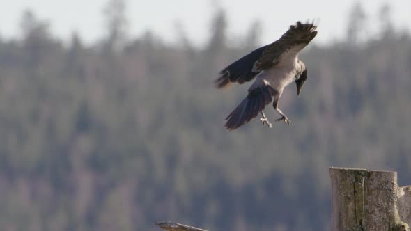 Hooded crow landing on a branch in Sweden, slow motion alt