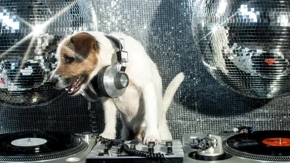Dog Dj alt