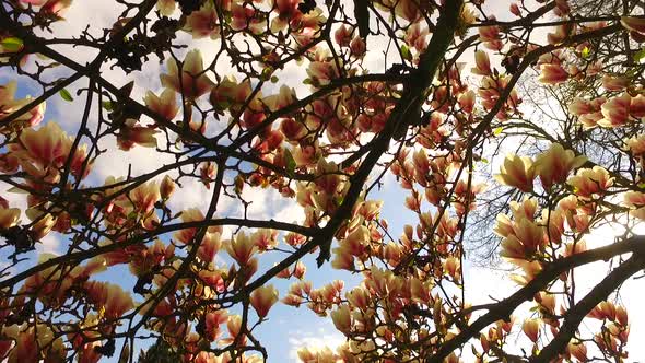 Discovering Beautiful Magnolia Tree