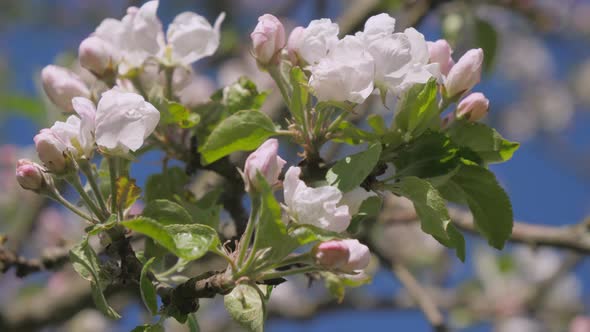 The Flower of an Apple Tree That Blossoms
