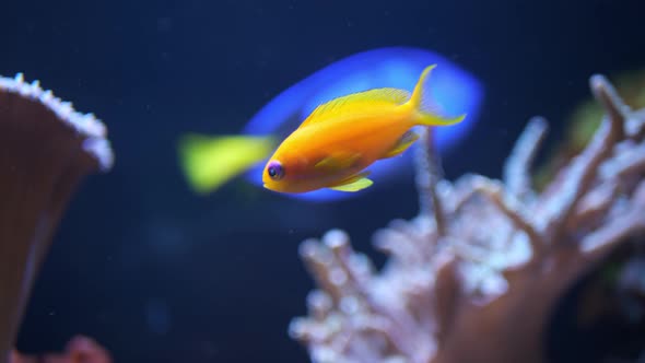 Underwater Marine Life. Multicolored fish swim in the sea waters.