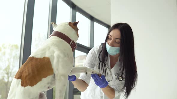 Woman Veterinarian in Medical Mask Inspects the Dog in Veterinary Clinic. Medical Business alt