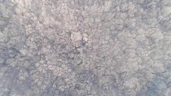 Aerial View of Winter Forest Covered with Snow alt
