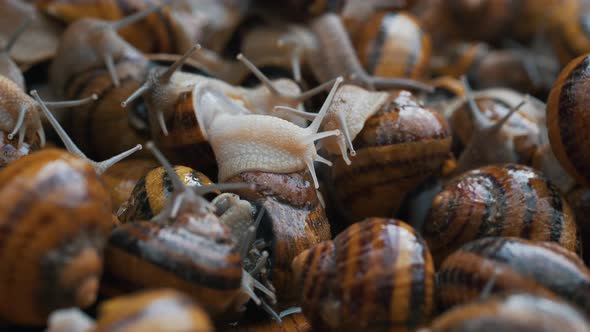 Macro Shot of Many Snails alt