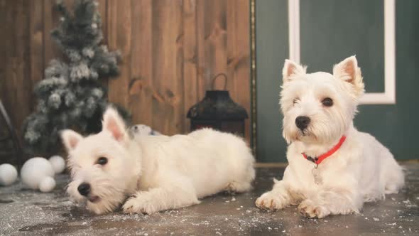 Two Adorable Dogs in Christmas Interior