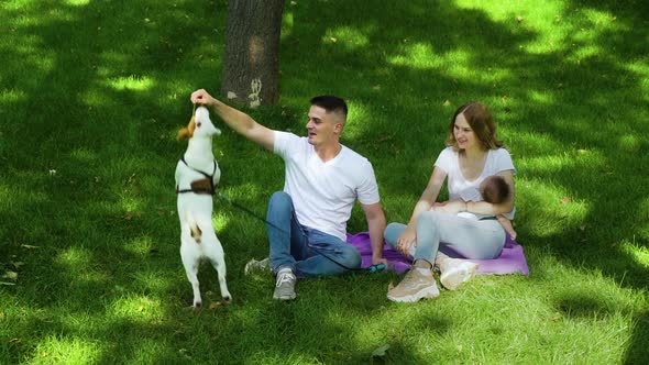 Happy Family Playing with Pet Jack Russell Terrier in Summer Park alt