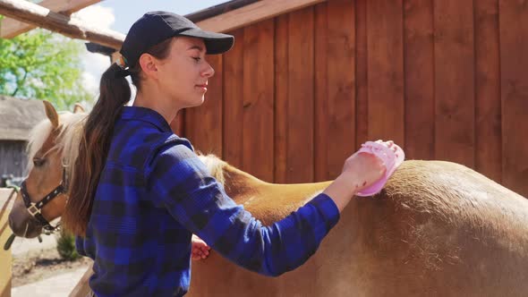 Young Girl Brushing Off Dust From Her Horse In A Stable Taking Care Of Horse alt