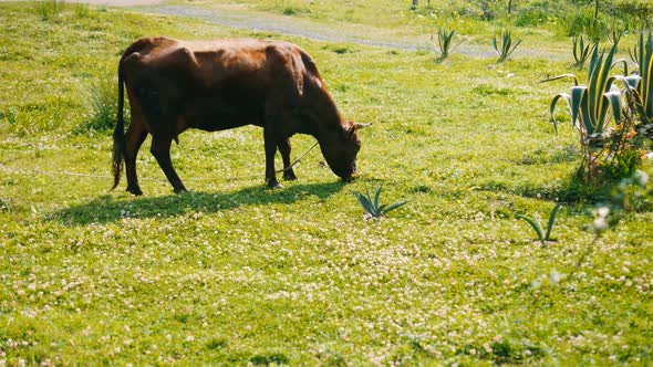 A cow eats grass. Cow grazing on the meadow.
