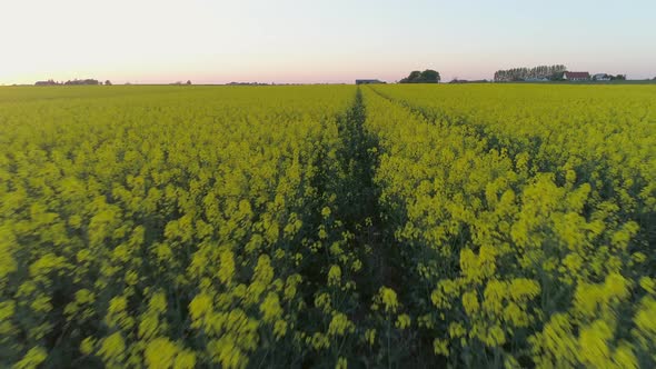 Drone Flying Close to Rapeseed Flowers