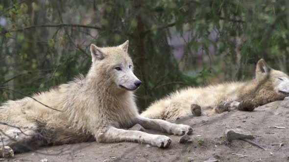 Arctic wolf (Canis lupus arctos), also known as the white wolf or polar wolf