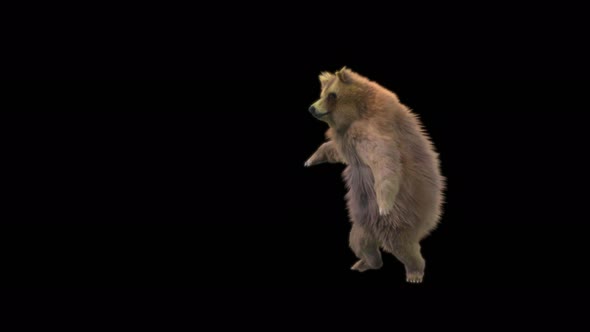 147 Bear Dancing 4K alt