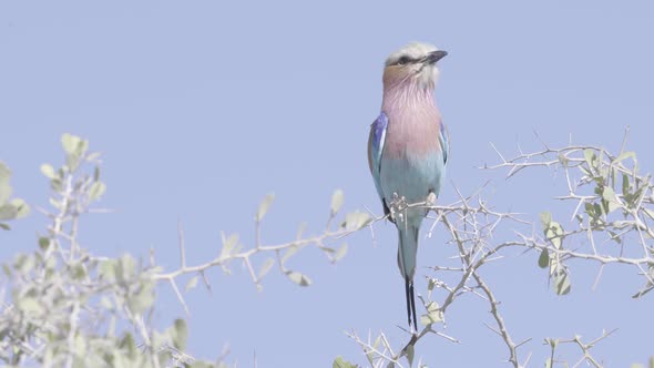 Lilac Breasted Roller Take-off