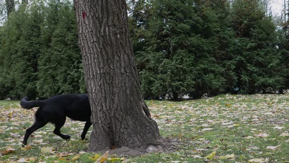 A Black German Shepherd Walking in an Autumn Park Ran Up To a Large Tree alt