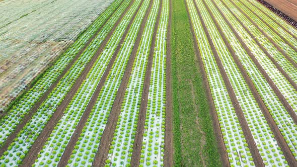 Aerial View on Field of Green Lettuce Crops
