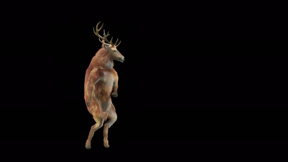 32 Deer Dancing 4K alt