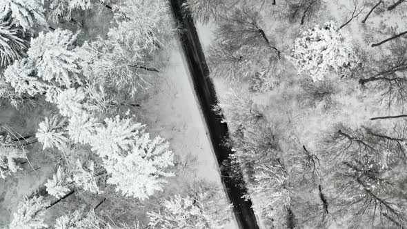 Winter - Drone flight along a street, framed by snow covered trees besides the road alt