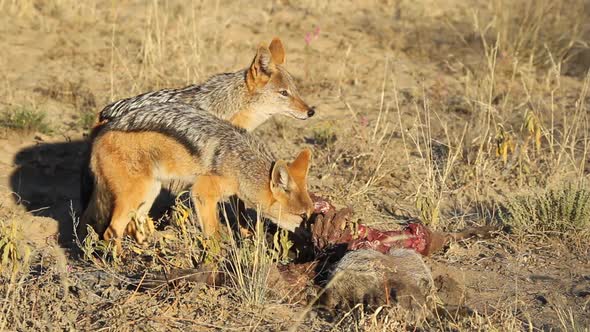 Scavenging Black-Backed Jackals alt