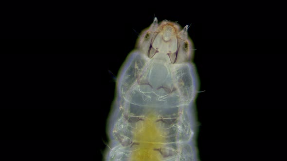 Larva of Water Moths Under a Microscope Order Lepidoptera Possibly Family Crambidae alt