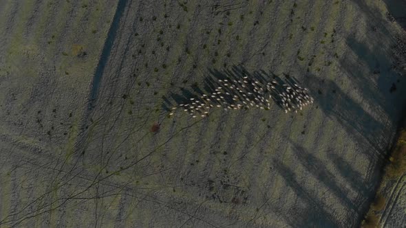 Overhead Aerial Of Flock Of Sheep Misty Winter Morning Colour Graded